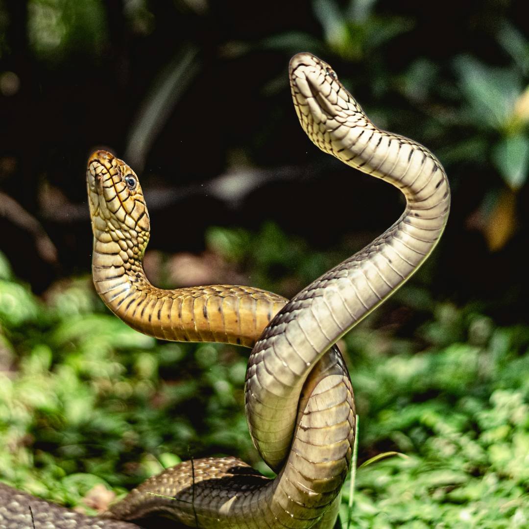 Symbolterapi Symboldrama